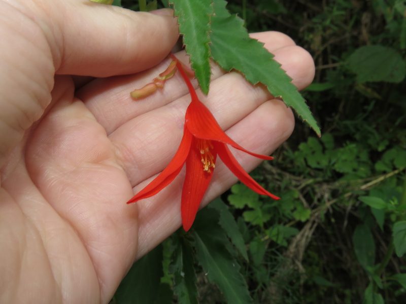 Begonia boliviensis, photographed by Nicolas Olejnik