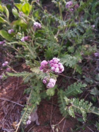 Cyathocline purpurea, photographed by S.MORE