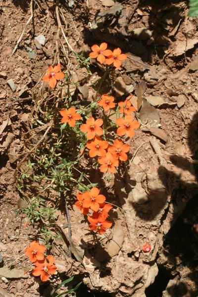 Lysimachia collina, photographed by Oleg Kosterin