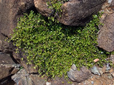 Coprosma neglecta, photographed by Peter de Lange