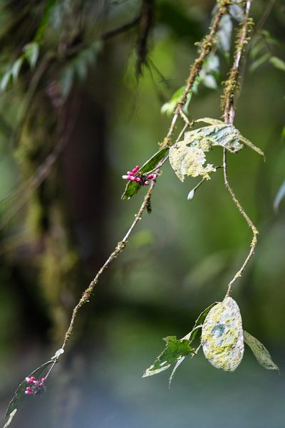 Schlegelia fastigiata, photographed by Trevor Van Loon