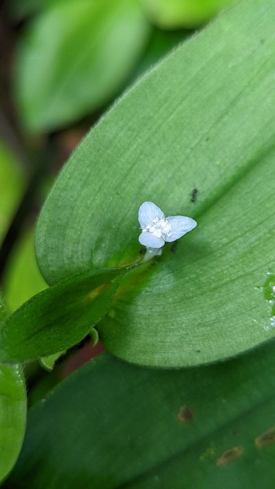 Tradescantia schippii, photographed by Trevor Van Loon