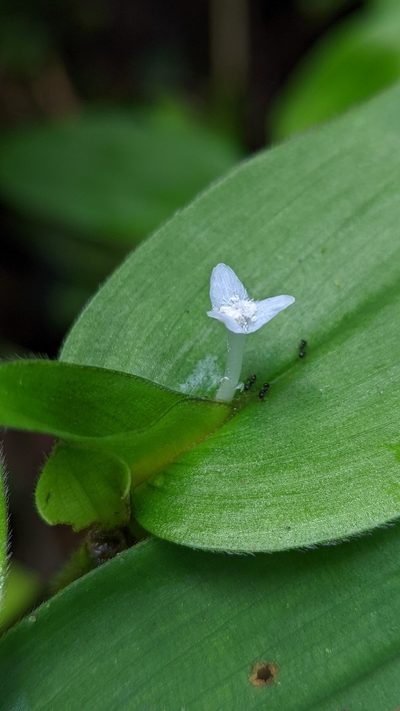 Tradescantia schippii, photographed by Trevor Van Loon