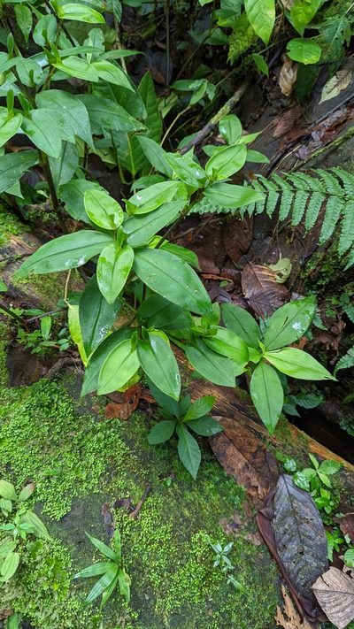 Tradescantia schippii, photographed by Trevor Van Loon
