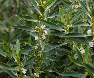 Myoporum montanum, photographed by Tony Rebelo