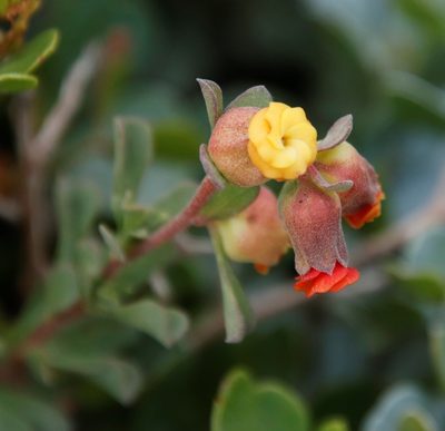 Hermannia ternifolia, photographed by Tony Rebelo