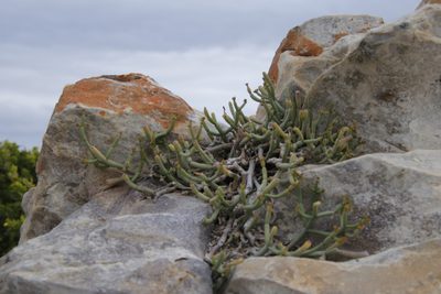 Euphorbia burmanni, photographed by Tony Rebelo