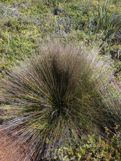 Lepidosperma neozelandicum, photographed by Peter de Lange