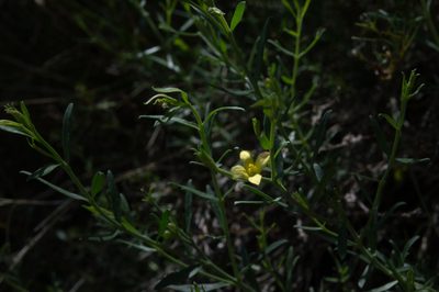 Menodora integrifolia, photographed by Facundo Chieffo