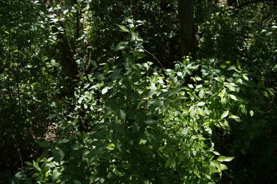 Schaefferia argentinensis, photographed by Facundo Chieffo