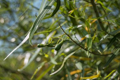 Nectandra angustifolia, photographed by Facundo Chieffo