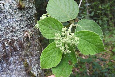 Viburnum jucundum, photographed by Neptalí Ramírez Marcial