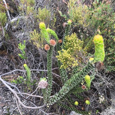 Leucospermum truncatulum, photographed by Charleen Brunke