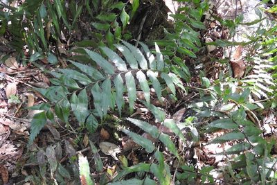 Asplenium serra, photographed by Neptalí Ramírez Marcial