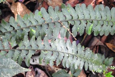 Asplenium sessilifolium, photographed by Neptalí Ramírez Marcial