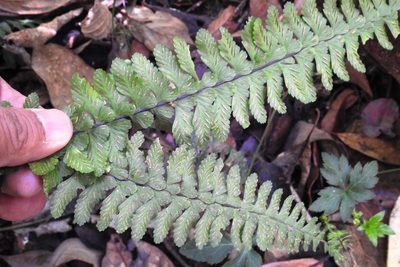Asplenium sessilifolium, photographed by Neptalí Ramírez Marcial