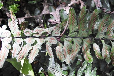 Asplenium sessilifolium, photographed by Neptalí Ramírez Marcial