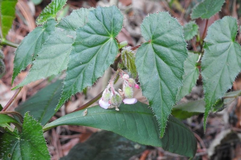 Begonia oaxacana, photographed by Neptalí Ramírez Marcial
