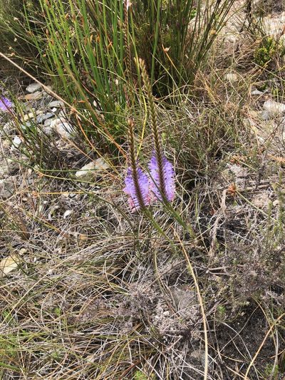 Micranthus plantagineus, photographed by Charleen Brunke