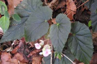 Begonia oaxacana, photographed by Neptalí Ramírez Marcial
