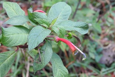 Centropogon grandidentatus, photographed by Neptalí Ramírez Marcial