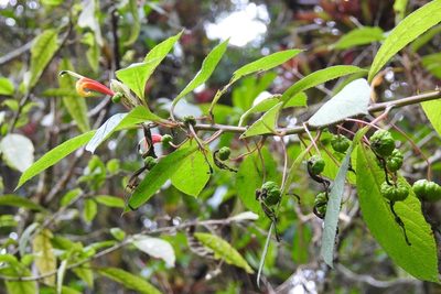 Centropogon grandidentatus, photographed by Neptalí Ramírez Marcial