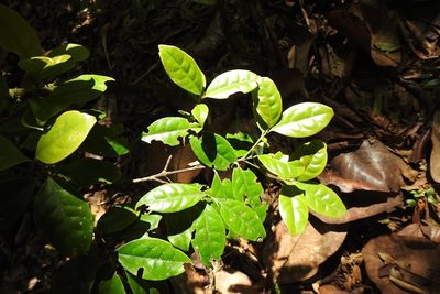 Quetzalia contracta, photographed by Neptalí Ramírez Marcial