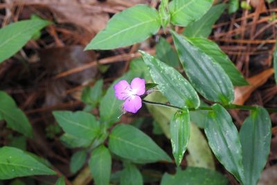 Tradescantia commelinoides, photographed by Neptalí Ramírez Marcial