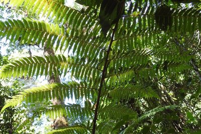 Cyathea fulva, photographed by Neptalí Ramírez Marcial
