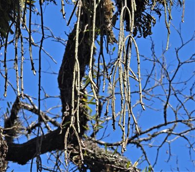 Rhipsalis floccosa, photographed by Hugo Hulsberg