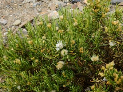 Baccharis grisebachii, photographed by Guillermo Debandi