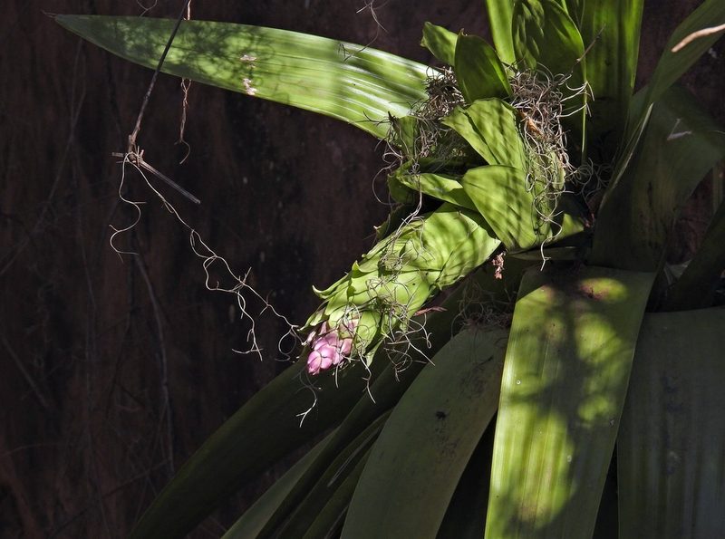 Tillandsia australis, photographed by Hugo Hulsberg