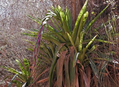 Tillandsia australis, photographed by Hugo Hulsberg
