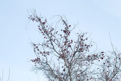 Malus prunifolia, photographed by Douglas Goldman