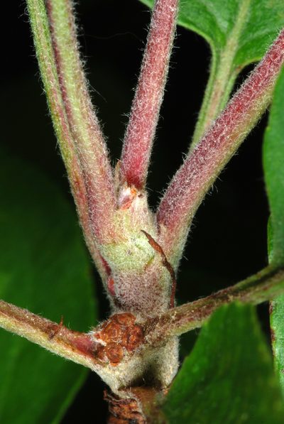 Malus prunifolia, photographed by Douglas Goldman
