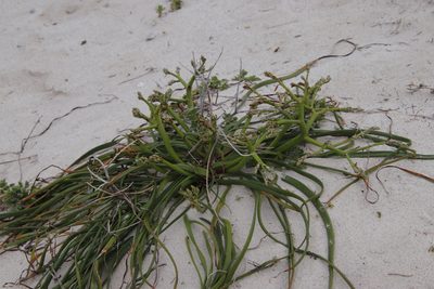 Trachyandra divaricata, photographed by Tony Rebelo
