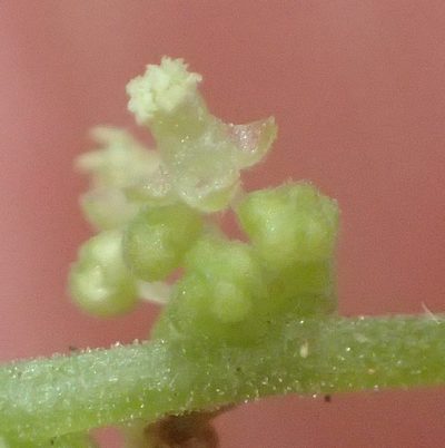 Acalypha capensis, photographed by Nicola van Berkel