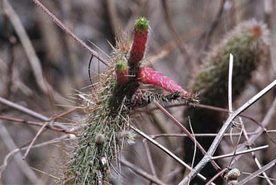 Cleistocactus smaragdiflorus, photographed by Hugo Hulsberg
