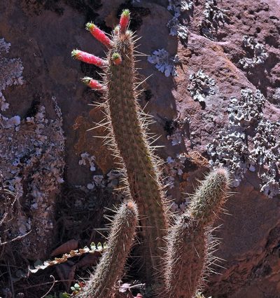 Cleistocactus smaragdiflorus, photographed by Hugo Hulsberg