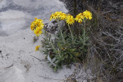 Senecio arniciflorus, photographed by Tony Rebelo