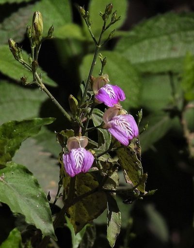 Justicia kuntzei, photographed by Hugo Hulsberg