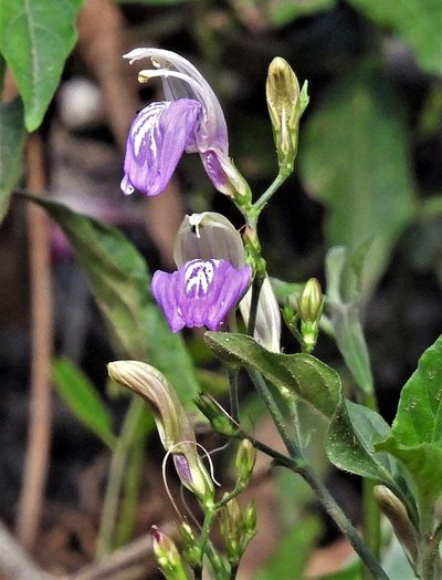 Justicia kuntzei, photographed by Hugo Hulsberg