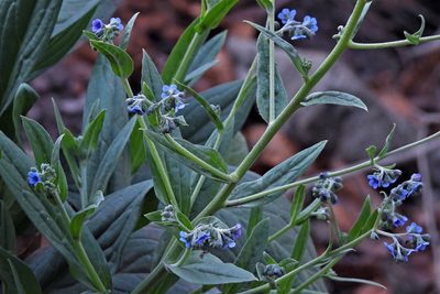 Cynoglossum amabile, photographed by Hugo Hulsberg