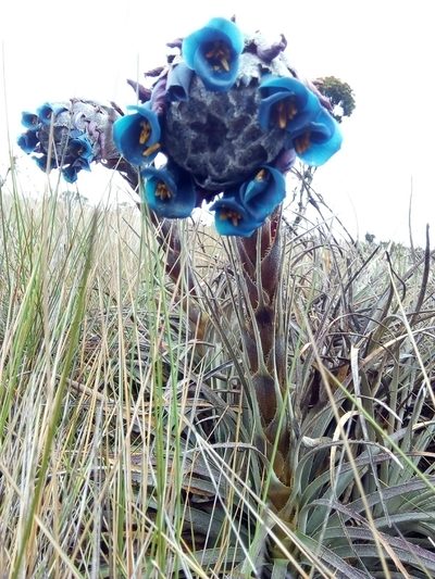 Puya lineata, photographed by nandocorbelle