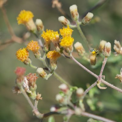 Bebbia atriplicifolia, photographed by Bill Levine