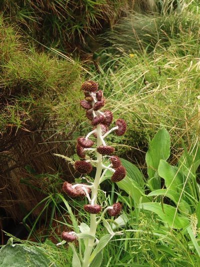Pleurophyllum criniferum, photographed by rempson
