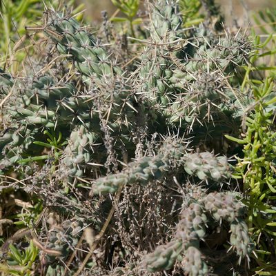 Cylindropuntia cholla, photographed by Bill Levine
