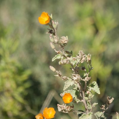 Sphaeralcea coulteri, photographed by Bill Levine