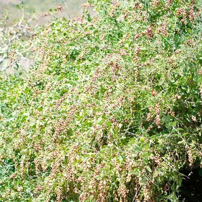 Stegnosperma halimifolium, photographed by Bill Levine