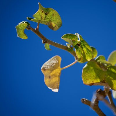 Jatropha cinerea, photographed by Bill Levine